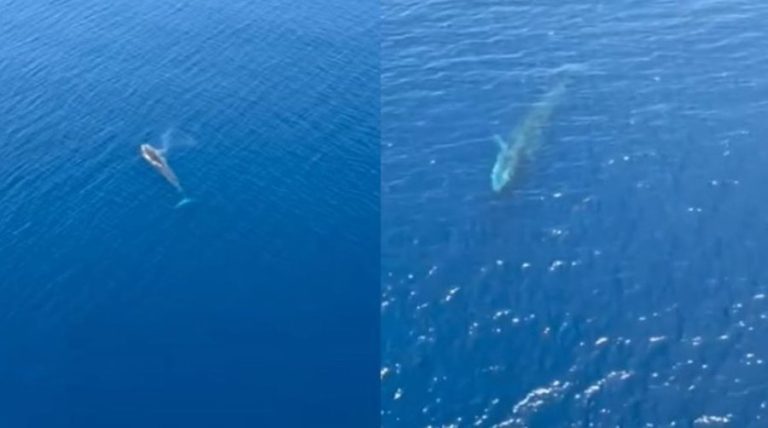 “Pse bëni propagandë?” Balena e cila u tha se po notonte pranë Karaburunit hap DEBAT në rrjet: Nuk është fare në Shqipëri..(FOTO)