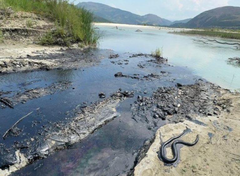 Skandali mjedisor në Vjosë! Ngrihet ALARMI: PAMJE të frikshme, ngordhin gjallesat të zhytura në naftë