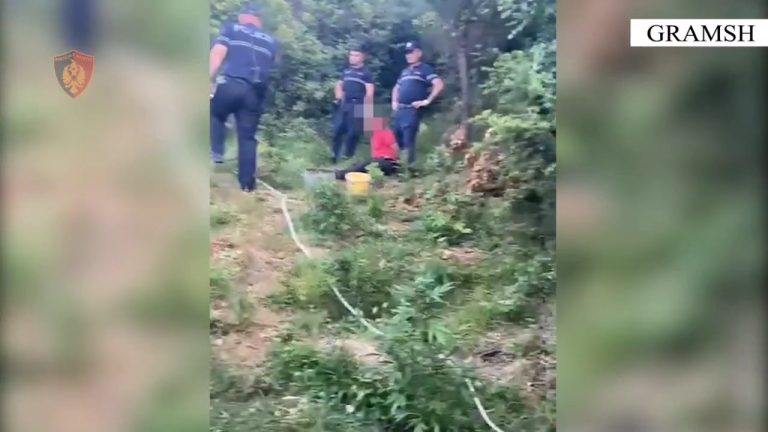Gramsh/ Gjendet kanabis në një fshat (Video)