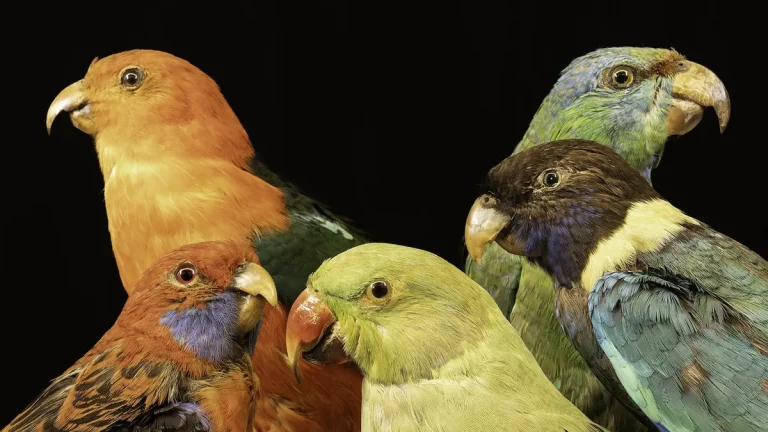 Pse janë kafshët tropikale kaq shumëngjyrëshe?