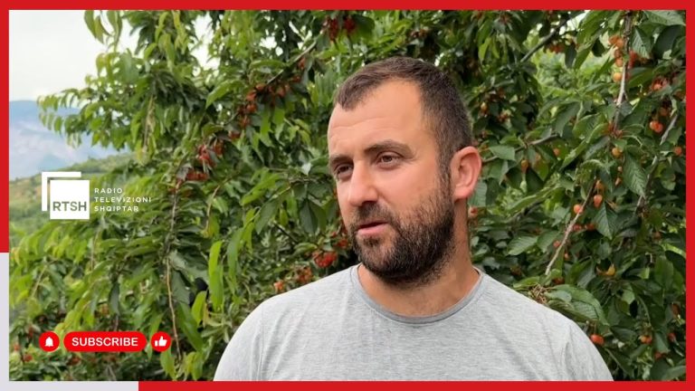 Godoleshi prodhon qershi autoktone, fitime të kënaqshme për fermerët në Elbasan