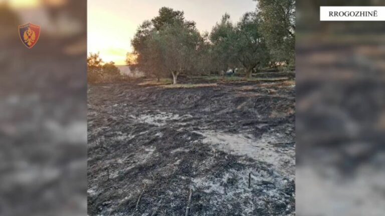 Ndezi zjarr, dogji 10 ha bimë si dhe rrezikoi banorët, arrestohet 41-vjeçari në Rrogozhinë
