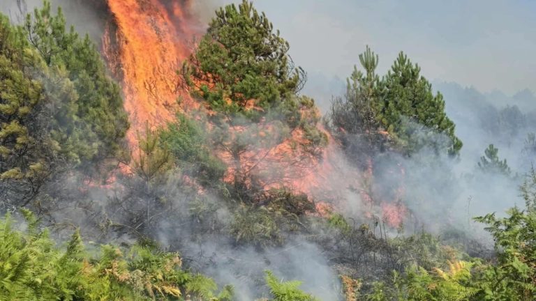 Vijon zjarri në Liqenin e Dushkut, zjarrfikësit punojnë për shuarjen e vatrës