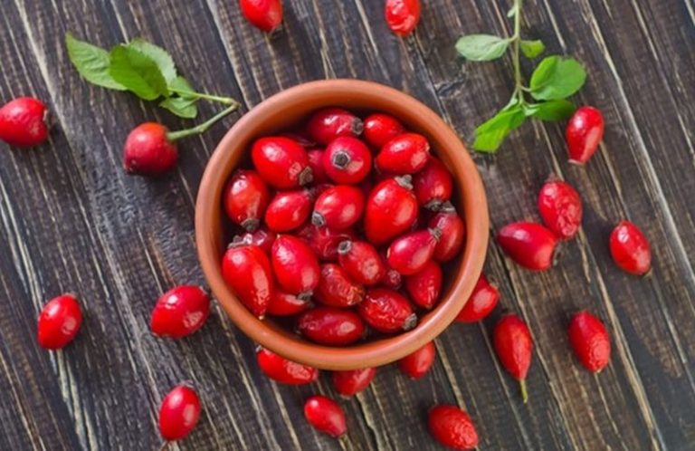 Përdorimi i trëndafilit të egër, një pasuri natyrore e vjeshtës me vlera të larta shëndetësore