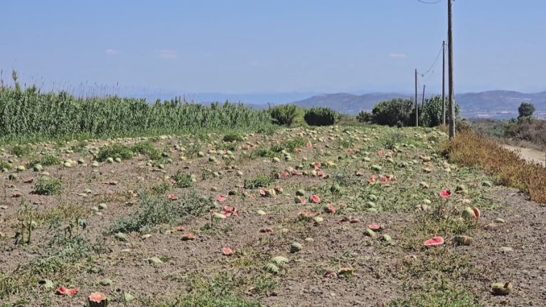 Prodhimi kalbet në ara, çmimi i shalqirit nuk justifikon as shpenzimet
