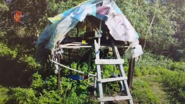 Operacion antidrogë në Peqin/ Sekuestrohen kanabis, armë dhe municion; arrestohen 5 persona, një tjetër në kërkim