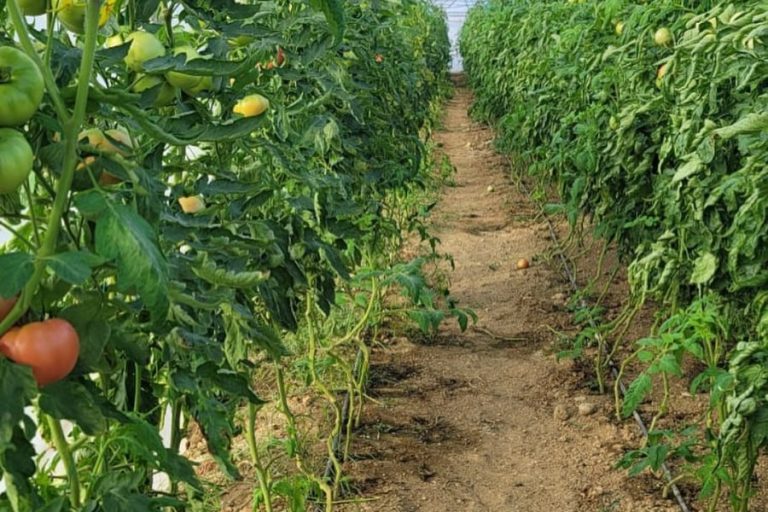 ‘Miza e Bardhë’ shkakton dëme të mëdha në bujqësinë e fermerëve të Elbasanit