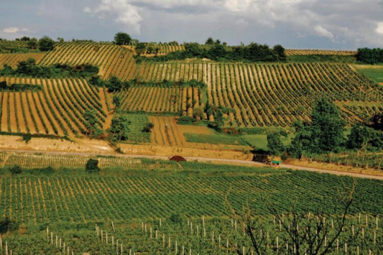 Ndryshimet klimatike do ulin deri në 20% rendimentin e ullirit e rrushit, pasoja dhe në blegtori