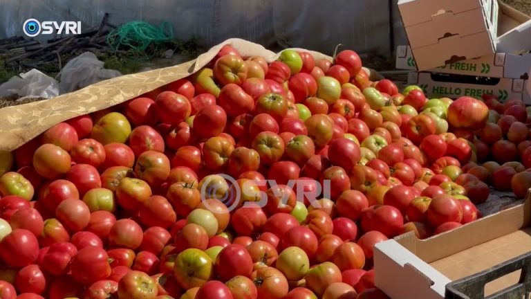 Cerrik, fermerët e Qyrkanit drejt falimentit: Shitja e prodhimeve nuk mbulon as kostot