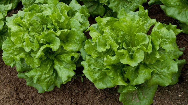 Sallata jeshile, vlerat ushqyese dhe sëmundjet që lufton/ Ja pse duhet ta konsumoni çdo ditë