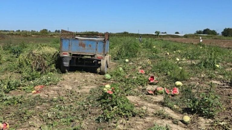 Fermerët ankohen për tregtarët/ U ofrohet çmim i ulët, Fier dhe Roskovec shumë prodhime mbeten në fushë