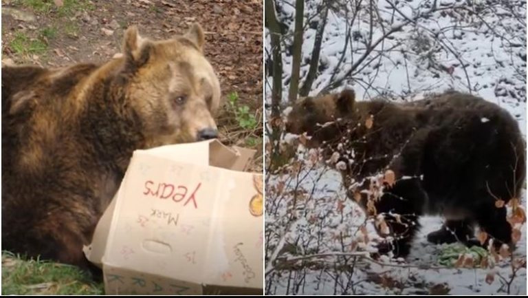 Qëndroi 20 vite në kafazin e restorantit në Tiranë, ‘Mark’ ndërron jetë pas 3 vitesh! Historia e ariut të murrmë i shpëtuar nga austriakët (VIDEO)