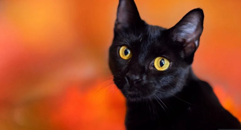 Qyteti spanjoll ndalon adoptimin e maceve të zeza për Halloween