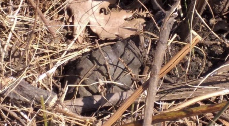 I shpërtheu një granatë teksa po punonte tokën, plagoset 49-vjeçari në Pogradec