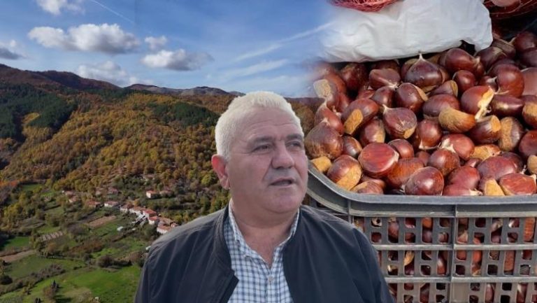 Shmili, ‘thesari’ i gështenjave në Elbasan, 300 ton prodhim në vit, por pa rrugë, ujë e fuqi punëtore! Banorët: Po boshatiset fshati