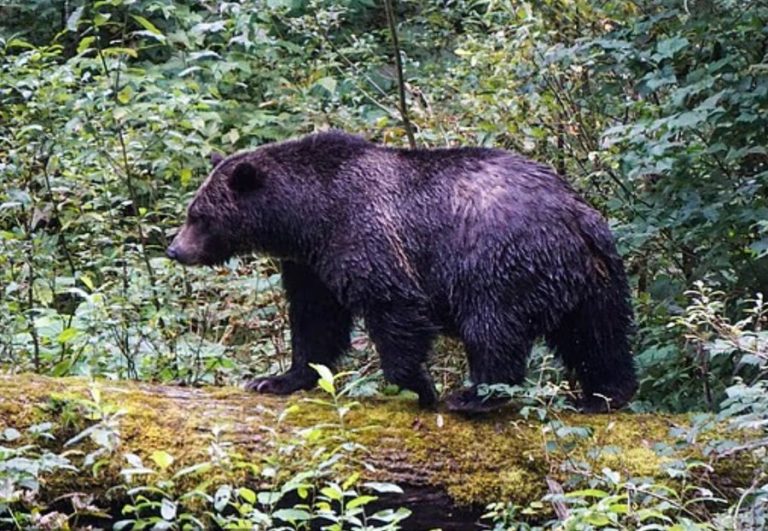 Ariu i murrmë sulmon nxënësit dhe mësuesit në Kanada, 11 të plagosur