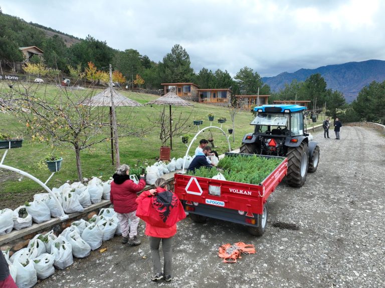 Gramsh/ Vullnetar mbjellin pemë në pyjet që u dogjën nga zjarri i verës