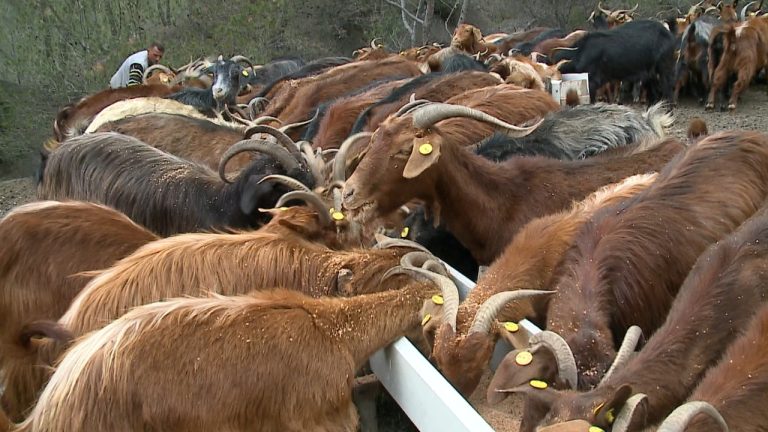 Misri serb kancerogjen/ AKU bllokon 25 tonë ushqim për kafshët që importoheshin nga Beogradi