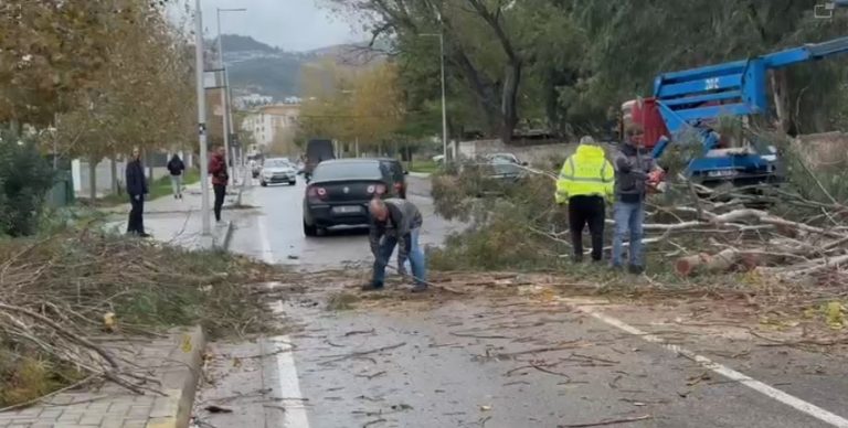 Moti i keq/ Vlorë, era e fortë rrëzon pemët, vështirësi në qarkullim