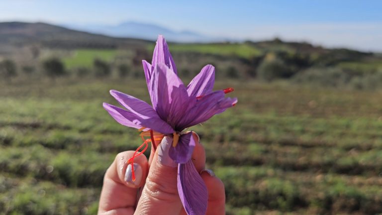 Bima më e shtrenjtë në Shqipëri/ Shafrani që njihet edhe si ari i kuq “zgjon” interesin e fermerëve