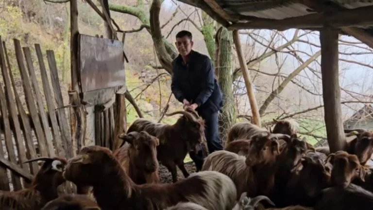 Jeta mes kafshëve/ Fermeri që ruan blegtorinë autoktone në malet e Kukësit: Kam rritur fëmijët dhe kam bërë shtëpinë më këtë punë