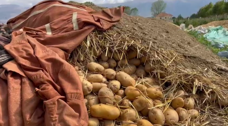 Sezon i humbur për patatet në Maliq dhe Devoll, qindra tonë produkte rrezikojnë të kalben, ankohen fermerët: Asnjë subvencion nga shteti!
