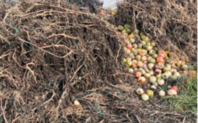 Ngricat shkatërrojnë prodhimin e një viti: 30 tonë domate shkojnë dëm në Patos të Fierit