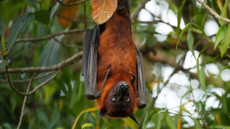 Alarm në Indi për virusin vdekjeprurës të transmetuar nga lakuriqët, betejë për ta parandaluar që të shndërrohet në pandemi