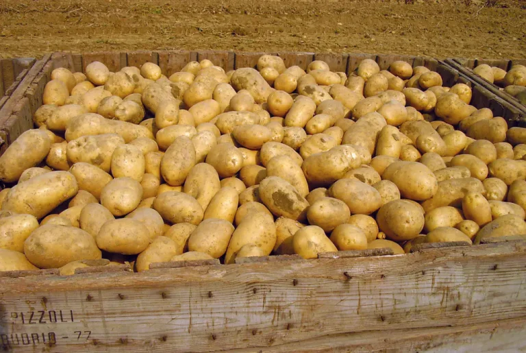 Cilat janë efektet në shëndetin tonë nëse konsumojmë patate?