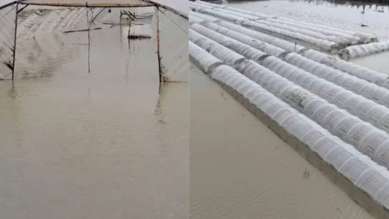 Përmbytjet në Fier dëmtojnë fermerët, niveli i ujit në sera arrin në 2 m/ Kultivuesit apelojnë për ndihmë: Po shkojmë drejt falimentit