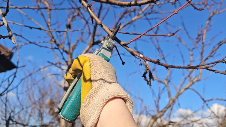 Sezoni i krasitjes. Specialistët në Elbasan këshillojnë kujdes. Dezinfektoni veglat e punës