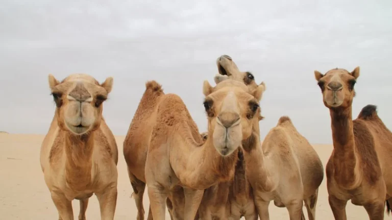 Arabia Saudite lëshon pasaporta për devetë, ja cila është arsyeja