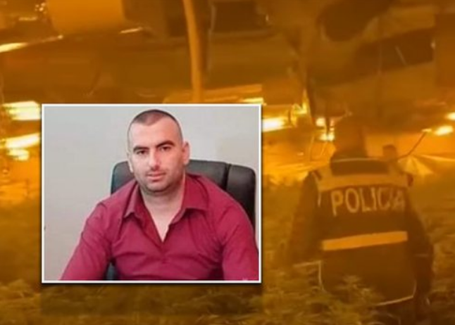 Iu kapën 4 mijë rrënjë kabanis në një maganizë, zbardhet dëshmia e drejtorit të burgut të Rrogozhinës: Është në pronësi të vëllait